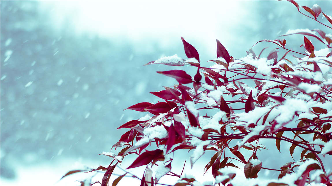 X《聽雪》.jpg